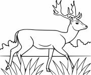 Printable Deer Walking on the Grass coloring pages