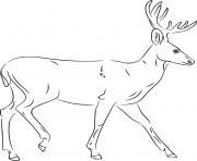 Printable Walking Realistic Deer coloring pages