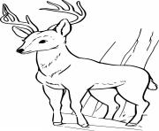 Printable Realistic Young Deer coloring pages