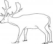Fallow Buck Deer