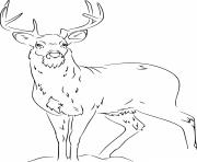 realistic white tailed deer