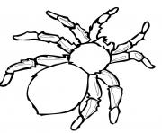 Printable real spider coloring pages