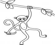 Thin Monkey